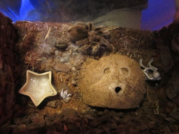 Do kích cở “khủng” và hình thù rất ấn tượng mà loài nhện này được nhiều bạn trẻ Việt Nam ưa chuộng như một thú cưng độc đáo. Với con nhện kích thức như trong ảnh sẽ có giá từ 600 đến 800 nghìn.